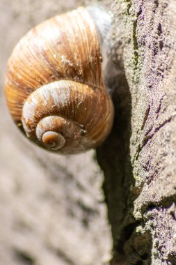 Kapsülleşmiş büyük bahçe salyangozu, salyangoz veya salyangoz yumuşakça ve gastropodun yazın yüksek sıcaklara karşı korunmak için balçığı kullanması ve doğal lezzetli yiyecekler olarak bahçedeki kabuğunda saklanmasıdır.