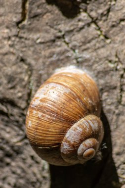 Kapsülleşmiş büyük bahçe salyangozu, salyangoz veya salyangoz yumuşakça ve gastropodun yazın yüksek sıcaklara karşı korunmak için balçığı kullanması ve doğal lezzetli yiyecekler olarak bahçedeki kabuğunda saklanmasıdır.