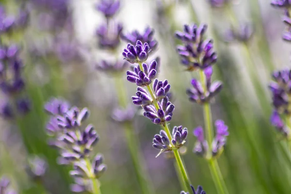 Belo Campo Lavanda Primavera Com Flores Roxas Sopro Total Para — Fotografia de Stock