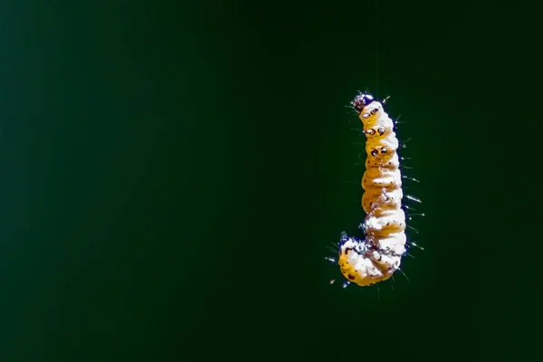 Petite Chenille Suspendue Air Sur Une Ligne Soyeuse Avec Fond — Photo