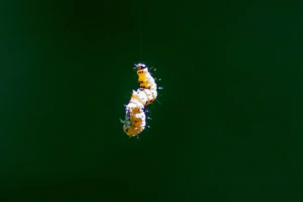 Kleine Rups Hangend Lucht Een Zijdeachtige Lijn Met Natuurlijke Wazige — Stockfoto