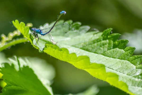 Closeup Beautiful Dragonfly Green Leaf — Stock Photo, Image