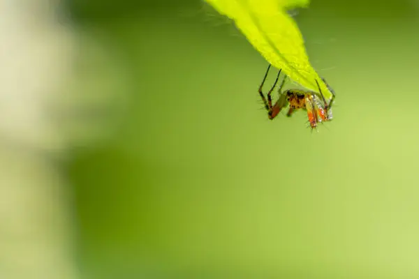 Primer Plano Araña Sobre Hoja Verde —  Fotos de Stock