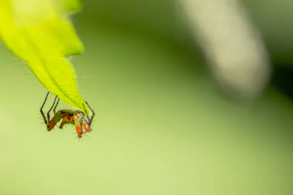 Fim Aranha Uma Folha Verde — Fotografia de Stock