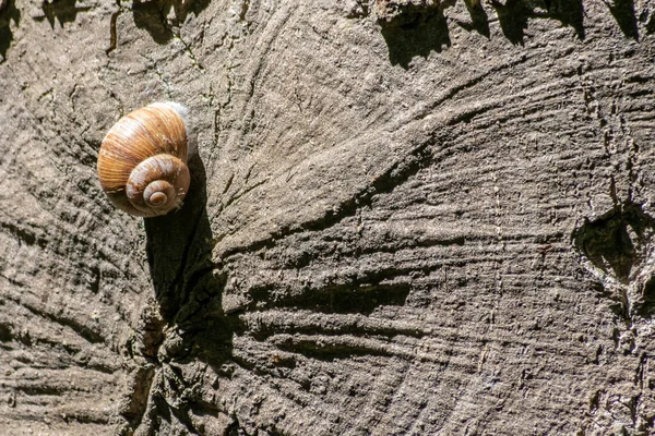 Kapsülleşmiş Büyük Bahçe Salyangozu Salyangoz Veya Salyangoz Yumuşakça Gastropodun Yazın — Stok fotoğraf