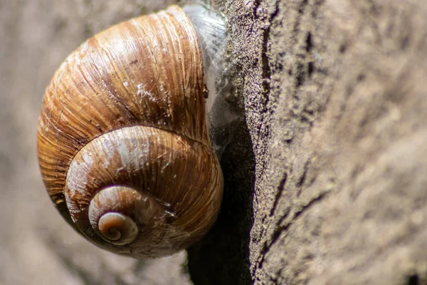 Encapsulated Large Garden Snail Escargot Grapevine Snail Mollusc Gastropod Uses — Stock Photo, Image