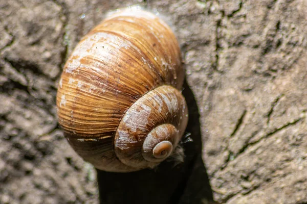 연체동물 복족강 고둥으로 커다란 달팽이 코알라는 끈적끈적 점액을 사용하여 여름철의 — 스톡 사진