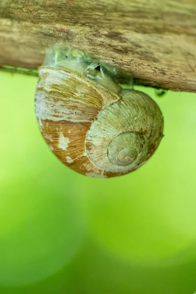 Encapsulated Large Garden Snail Escargot Grapevine Snail Mollusc Gastropod Uses — Stock Photo, Image