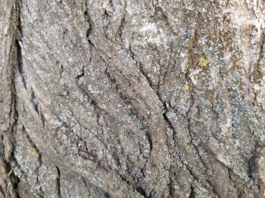 Ağaç kabuğu ince doğal yapılara ve sert ağaç kabuklarına sahiptir. Doğal ve ekolojik arkaplan, böceklere karşı korunma ve yara izi olarak gri tonlarda güzel bir yaşam alanı göstermektedir.