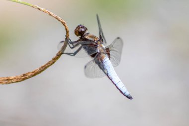 2001 yılında mavi gövdeli Odonata Libellula depressa ve böcek avcısı olarak mavi yusufçuk ve bahçe göleti manzarasında makro açılı filigran kanatlı yararlı bir hayvan.