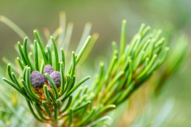 Ormanda kozalaklı genç bir çam dalı