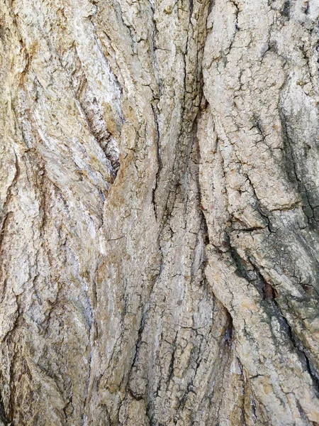 Tree bark with fine natural structures and patina of rough tree bark as natural and ecological background shows a beautiful in grey color tones as scars and protection against and habitat for insects