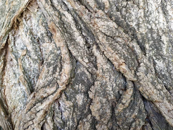 Casca Árvore Com Estruturas Naturais Finas Pátina Casca Árvore Áspera — Fotografia de Stock