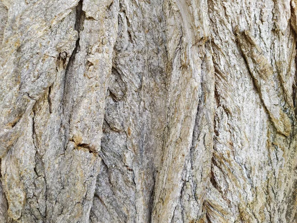 树皮具有精美的自然结构 树皮粗糙 具有自然和生态背景 色泽灰暗 具有很好的防虫保护和栖息效果 — 图库照片