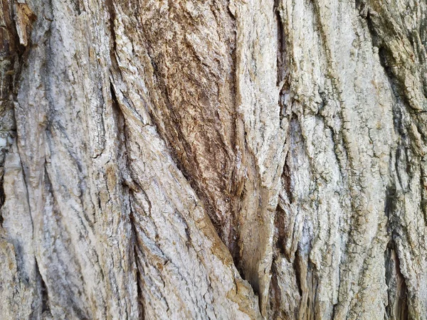 Boomschors Met Fijne Natuurlijke Structuren Patina Van Ruwe Boomschors Als — Stockfoto