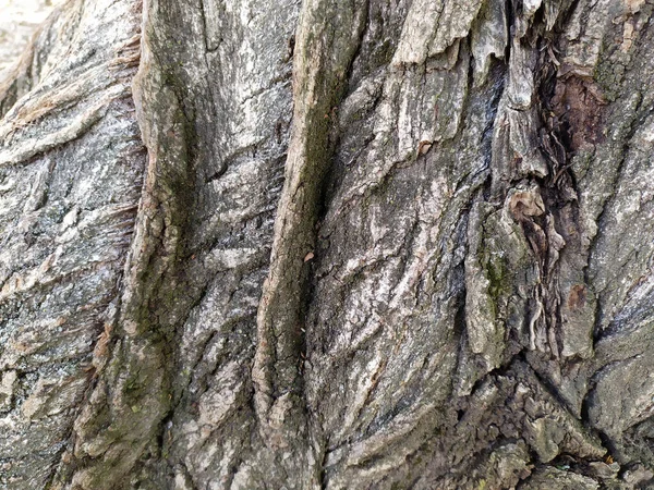 Corteza Árbol Con Finas Estructuras Naturales Pátina Corteza Árbol Áspera —  Fotos de Stock