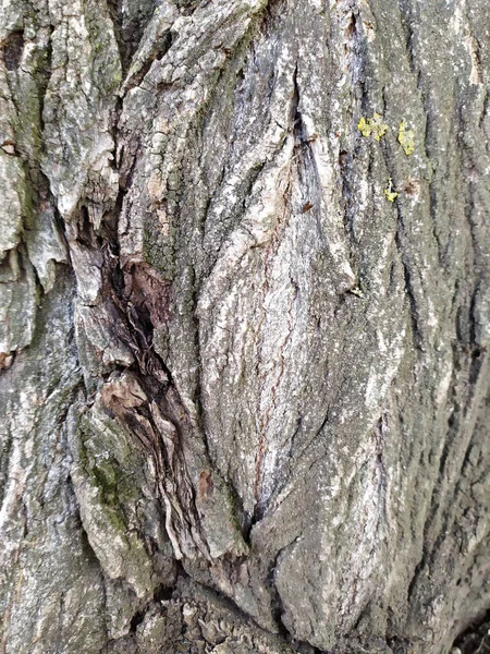 Kora Drzewa Drobnych Naturalnych Strukturach Patyna Surowej Kory Drzew Jako — Zdjęcie stockowe