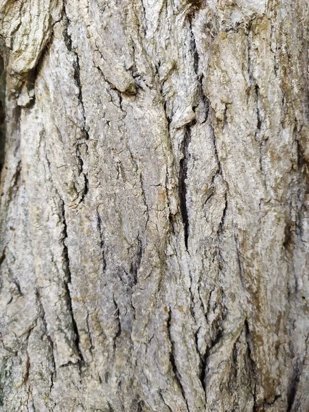 树皮具有精美的自然结构 树皮粗糙 具有自然和生态背景 色泽灰暗 具有很好的防虫保护和栖息效果 — 图库照片