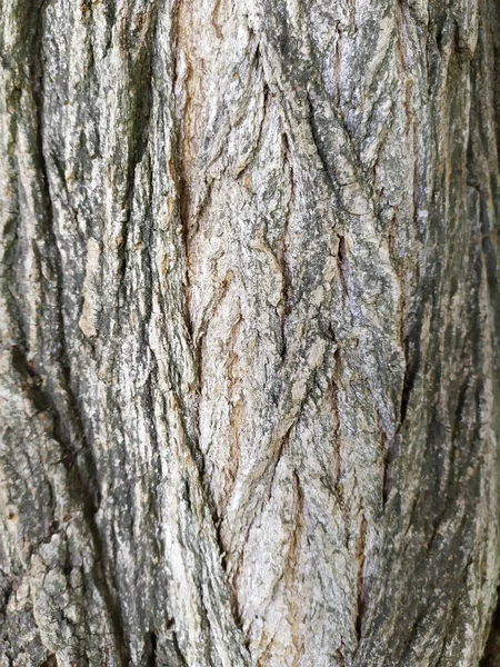 Кора Дерева Тонкими Природными Структурами Патиной Грубой Коры Дерева Качестве — стоковое фото