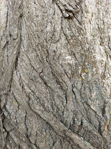 Boomschors Met Fijne Natuurlijke Structuren Patina Van Ruwe Boomschors Als — Stockfoto