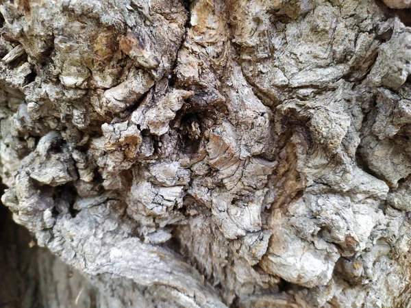 Corteccia Albero Con Pregiate Strutture Naturali Patina Corteccia Albero Ruvida — Foto Stock