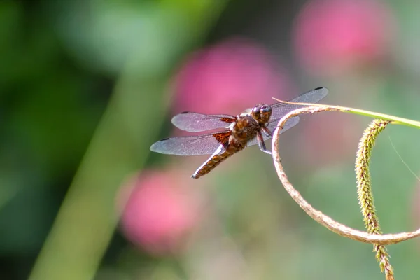 Macro Odonata Libellula Depressa Blue Body Insect Year 2001 Blue — Stock Photo, Image