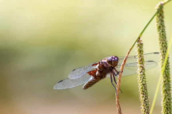 Macro Odonata Libellula Depressa Avec Corps Bleu Comme Insecte Année — Photo