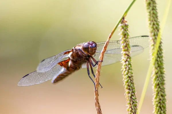 2001 Yılında Mavi Gövdeli Odonata Libellula Depressa Böcek Avcısı Olarak — Stok fotoğraf