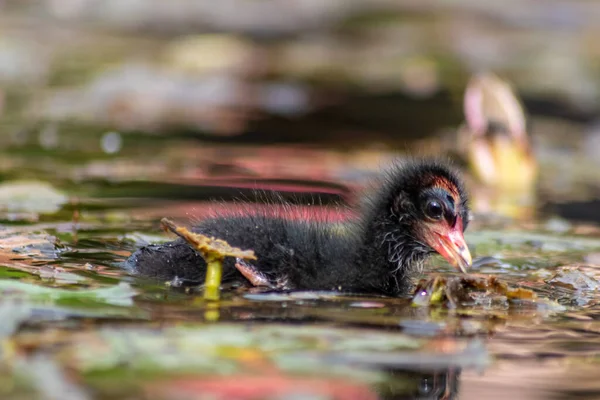 Gros Plan Canard Noir Dans Lac — Photo