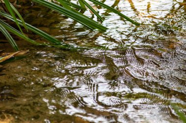 Gölün ya da nehrin su yüzeyi