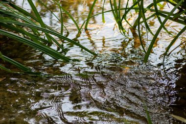 Gölün ya da nehrin su yüzeyi