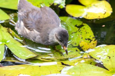 Kırmızı gagalı, mavi gagalı, kırmızı, turuncu ve siyah tüylü küçük yaban tavuğu Rallidae annenin ördek havuzunda ve sulak alanlarda böcek toplayarak su kuşu olması için yalvarıyor.