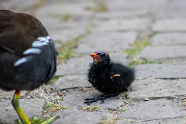 Little moorhen biddy with red beak and blue head with red and orange and black feathers begging for food of mother moorhen Rallidae as aquatic bird on duck pond and wetlands collecting insects as food