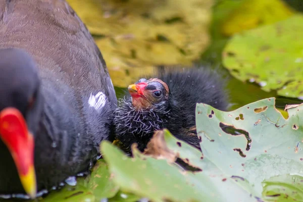 Little moorhen biddy with red beak and blue head with red and orange and black feathers begging for food of mother moorhen Rallidae as aquatic bird on duck pond and wetlands collecting insects as food