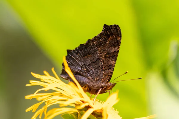 Beau Papillon Vue Profil Macro Avec Fond Flou Brillant Bokeh — Photo