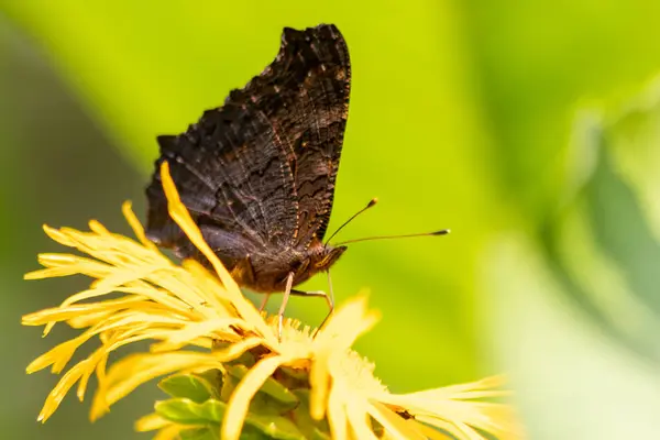 Papillon Sur Fleur Jaune Dans Nature — Photo