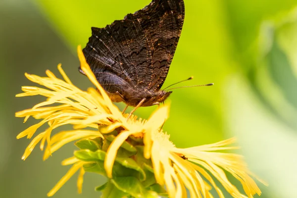 Papillon Sur Fleur Jaune Dans Nature — Photo