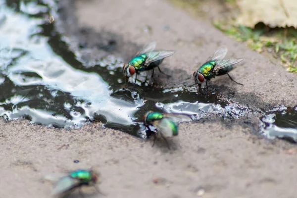 Puddle Sale Après Inondation Avec Saleté Boue Nombreuses Mouches Montrent — Photo