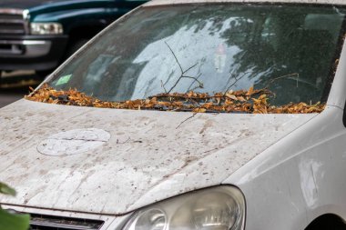 Arabanın ön camı dökülen yapraklarla kaplı. 