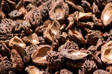 Parçalanmış şeftali tohumlarıyla organik gübre ve organik bahçe manzarasında sürdürülebilir bir yol olan organik arka plan tarımsal ekosistemlerde kuru gübre ve dağınık odun parçacıkları gibi yakın plan.