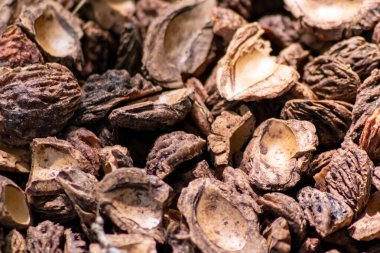 Parçalanmış şeftali tohumlarıyla organik gübre ve organik bahçe manzarasında sürdürülebilir bir yol olan organik arka plan tarımsal ekosistemlerde kuru gübre ve dağınık odun parçacıkları gibi yakın plan.