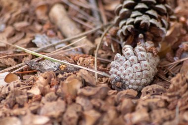 Parçalanmış şeftali tohumlarıyla organik gübre ve organik bahçe manzarasında sürdürülebilir bir yol olan organik arka plan tarımsal ekosistemlerde kuru gübre ve dağınık odun parçacıkları gibi yakın plan.
