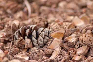 Parçalanmış şeftali tohumlarıyla organik gübre ve organik bahçe manzarasında sürdürülebilir bir yol olan organik arka plan tarımsal ekosistemlerde kuru gübre ve dağınık odun parçacıkları gibi yakın plan.