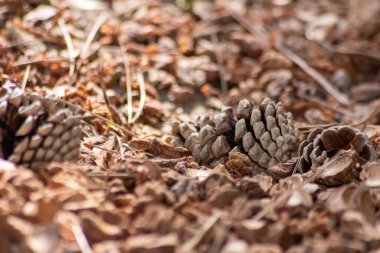 Parçalanmış şeftali tohumlarıyla organik gübre ve organik bahçe manzarasında sürdürülebilir bir yol olan organik arka plan tarımsal ekosistemlerde kuru gübre ve dağınık odun parçacıkları gibi yakın plan.