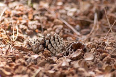 Parçalanmış şeftali tohumlarıyla organik gübre ve organik bahçe manzarasında sürdürülebilir bir yol olan organik arka plan tarımsal ekosistemlerde kuru gübre ve dağınık odun parçacıkları gibi yakın plan.