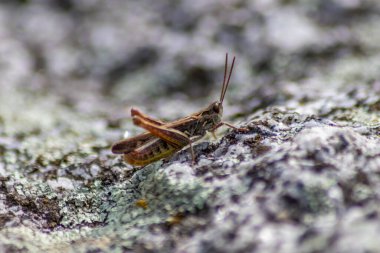 Tek bir çekirge, yiyecek, ot, yaprak ve bitkileri aramak için taştan çölde hoplayıp zıplıyor. Kopyalama alanı ile veba gibi. Ve çiftleşme mevsiminde dişiler için bulanık bir arka plan şarkı olarak cıvıldıyor.