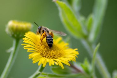 Güzel sarı çiçek ve biraz meşgul arı ilkbahar ve yaz duygularını gösteriyor. Bahar çiçeklerinin tozlaşması ve parlak güneşli bir yaz günü, makro manzaralı, sarı çiçekler.