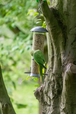Halka boyunlu papağan, yeşil tüylü ve egzotik papağanlar gibi kırmızı gagalı parkta kuş yemi yiyor. Almanya gibi Avrupa ülkelerinde istilacı türler yerel kuşları yerinden ediyor.