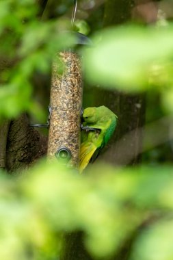 Halka boyunlu papağan, yeşil tüylü ve egzotik papağanlar gibi kırmızı gagalı parkta kuş yemi yiyor. Almanya gibi Avrupa ülkelerinde istilacı türler yerel kuşları yerinden ediyor.