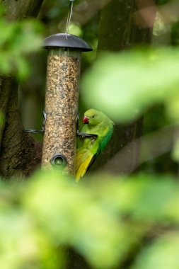Halka boyunlu papağan, yeşil tüylü ve egzotik papağanlar gibi kırmızı gagalı parkta kuş yemi yiyor. Almanya gibi Avrupa ülkelerinde istilacı türler yerel kuşları yerinden ediyor.